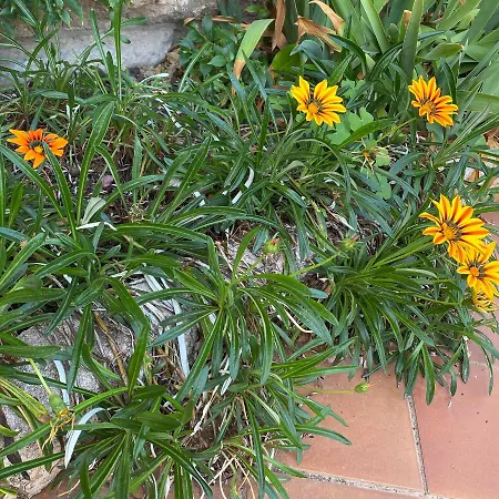 Alabe Marina Di Tresnuraghes 2* Porto Alabe